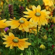 Rudbeckia Hirta Green Eyes Unique Green Center Bloom Seeds