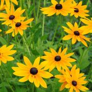 Rudbeckia Hirta Marmalade Warm Golden Orange Bloom Seeds