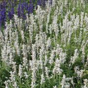 Salvia White Victory Snowy White Tall Bloom Seeds