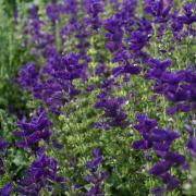 Salvia Blue Monday Intense Blue Pollinator Bloom Seeds