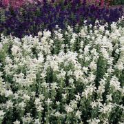 Salvia White Swan Pure White Graceful Bloom Seeds