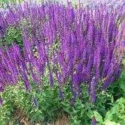 Salvia Pratensis Blue Perennial Meadow Blue Bloom Seeds