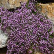 Saponaria Ocymoides Cascading Pink Rock Bloom Seeds