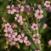 Saponaria Vaccaria Pink Soft Pink Elegant Bloom Seeds