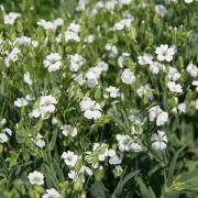 Saponaria Vaccaria Alba Delicate White Bloom Seeds