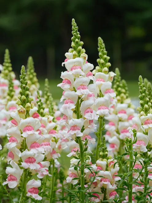 Column Seeds - Appleblossom