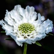 Scabiosa White Pure White Graceful Bloom Seeds