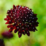 Scabiosa Purple Regal Violet-Toned Bloom Seeds