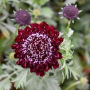 Scabiosa Red Bold Scarlet Bloom Seeds