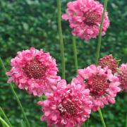 Scabiosa Rose Soft Rosy Pink Bloom Seeds