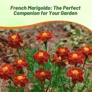 French Marigold Red Deep Scarlet Petal Flower Seeds