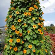 Thunbergia Orange Bright Orange Vine Bloom Seeds