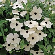 Thunbergia White Pure White Vine Bloom Seeds