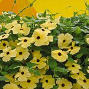 Thunbergia Yellow Sunny Yellow Vine Bloom Seeds