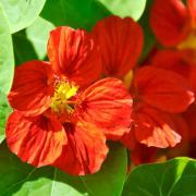 Nasturtium Mahogany Rich Red Maroon Bloom Seeds