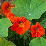 Nasturtium Orange Bright Orange Vibrant Bloom Seeds