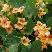 Nasturtium Salmon Soft Pinkish Orange Bloom Seeds