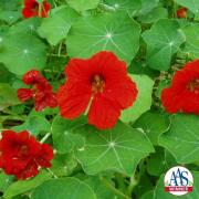 Nasturtium Scarlet Deep Red Bold Bloom Seeds