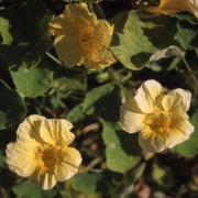 Nasturtium Moonlight Soft Yellow Delicate Bloom Seeds