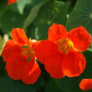 Nasturtium Spitfire Striking Red Climbing Vine Bloom Seeds