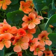 Nasturtium Vesuvius Glowing Orange Red Compact Bloom Seeds