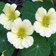 Nasturtium Yeti Soft Yellow Climbing Bloom Seeds