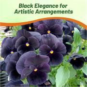 Pansy Black Dark Velvety Unique Garden Bloom Seeds