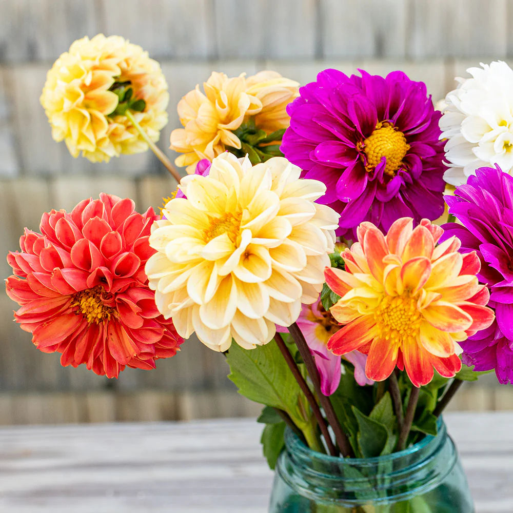 Dahlia Pompon Flower Seeds