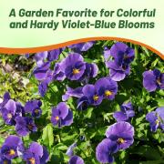 Viola Admiration Elegant Purple Bloom Seeds