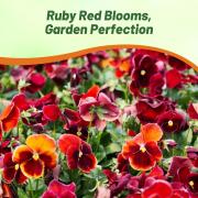 Viola Arkwright Ruby Rich Ruby Red Bloom Seeds