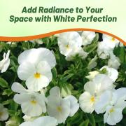 Viola White Perfection Pure White Bloom Seeds