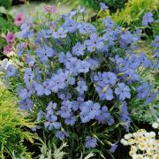 Viscaria Blue Angel Delicate Blue Bloom Seeds