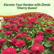 Zinnia Seeds Cherry Deep Cherry Red Bloom Seeds