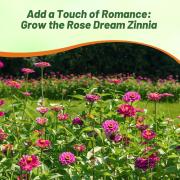 Zinnia Seeds Dream Soft Dreamy Pastel Bloom Seeds