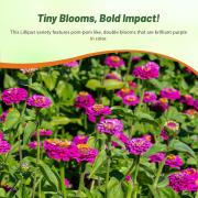 Zinnia Seeds Lilliput Purple Deep Purple Compact Bloom Seeds