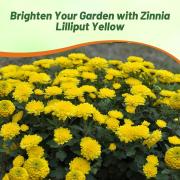 Zinnia Seeds Lilliput Yellow Sunny Yellow Compact Bloom Seeds