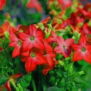 Nicotiana Crimson Bedder Deep Red Garden Bloom Seeds