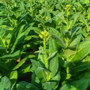 Nicotiana Lime Green Fresh Green Fragrant Bloom Seeds