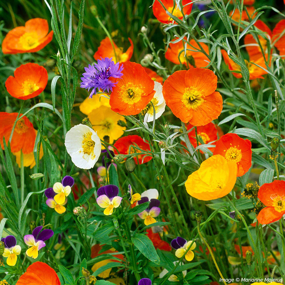 Iceland Poppy Seeds - Champagne Bubbles Mixed