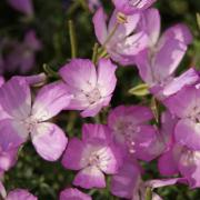 Godetia Bottae Bright Pink Wildflower Bloom Seeds