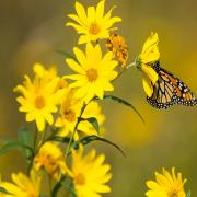 Silphium Compass Plant Tall Yellow Wildflower Bloom Seeds