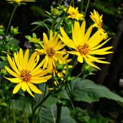 Silphium Cup Plant Large Sunny Yellow Bloom Seeds