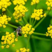 Zizia Aurea Seeds Golden Alexanders Yellow Wildflower Seeds