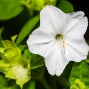 Four O'Clock White Moon Garden Bloom Flower Seeds