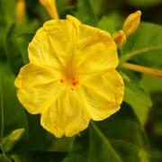 Four O'Clock Yellow Bright Bloom Flower Seeds