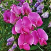 Sweet Peas Royal Rose Pink Soft Rose-Toned Bloom Seeds