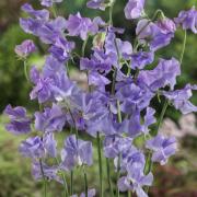 Sweet Peas Royal Lavender Elegant Purple Bloom Seeds