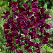 Sweet Peas Royal Maroon Deep Burgundy Bloom Seeds