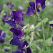 Sweet Peas Royal Navy Blue Rich Blue Bloom Seeds