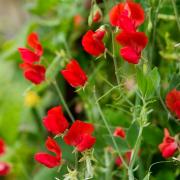 Sweet Peas Royal Scarlet Bright Red Bloom Seeds